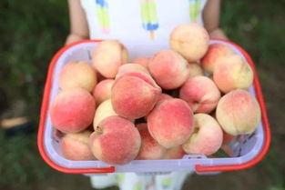 泡泡娱乐吃瓜,揭秘娱乐圈吃瓜背后的真相与笑料